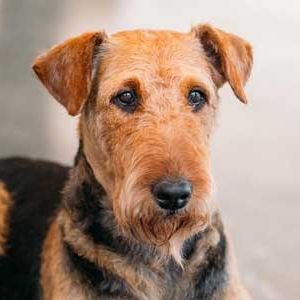 Holly the Airedale