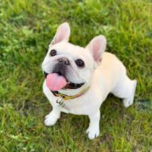 Penny The Frenchie