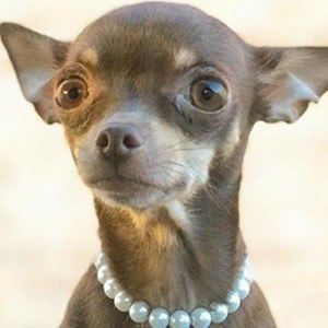 Stacy The Chihuahua