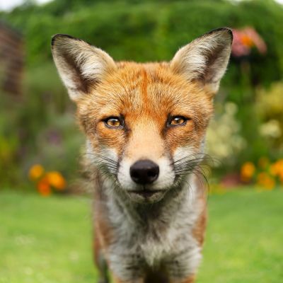Phil and Jane Carter Apprehended a Two-Legged Fox