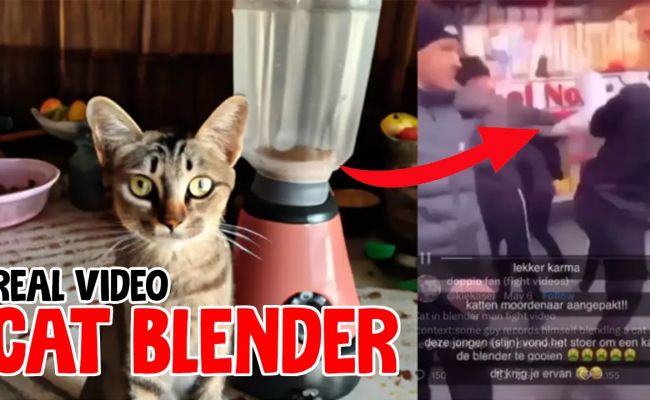  Cat in the Blender 