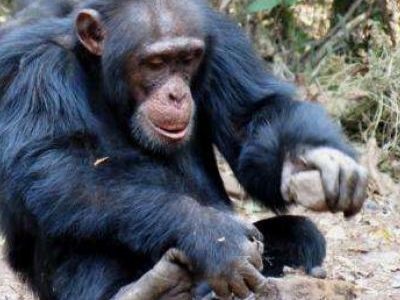 Vanilla Chimpanzee